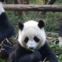 Untersuchung des Sauerstoffgehalts im Mikrobiom des Panda-Darms