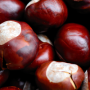 Chestnuts Roasting, Fungi Boasting: Natamycin's Festive Battle